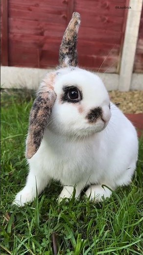 Brick would like to share her food for thought! 🐇🧱 #bunny #cuteanimals #cutebunny #animalshorts