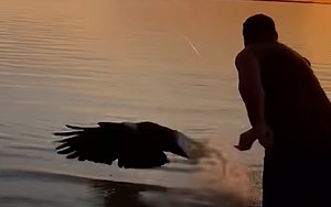 Bald Eagle Swoops In & Steals Shark Off Florida Fisherman’s Line | Whiskey Riff