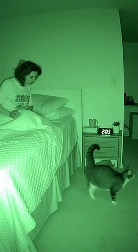 “The Midnight Opera Cat Disaster 😹🎤🌙”