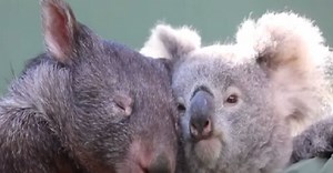 In this Aussie park, an unusual friendship has blossomed between a wombat and a koala [WATCH]