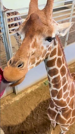 Nine giraffes. Nine unique personalities. One of the most immersive giraffe experiences in Texas.