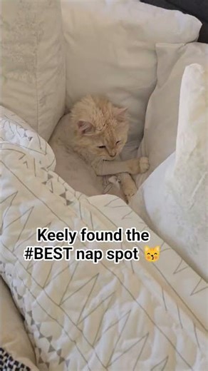 #cute #cat #naptime #relaxing #cozy #pets #kitty #pretty #comfort #aww #hidden #lol #look #baby #wow