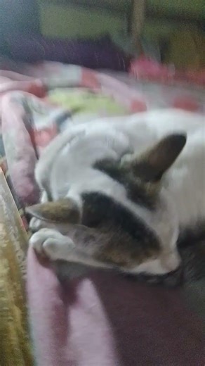 plis subscribe she is my cat lover ra koi cara dao🥰🥰🥰❣️❣️❣️❣️❣️