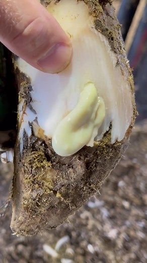 Cow Hoof Troubleshooting and Cleaning | Nate the Hoof Guy