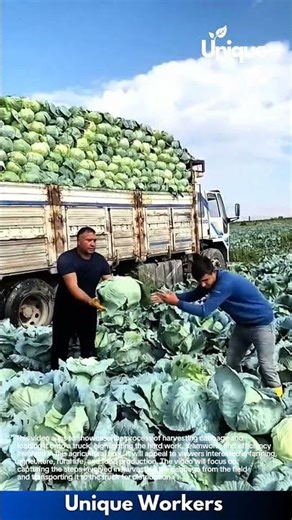 Farm work: cabbage harvest and transport