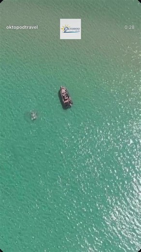 oktopod travel on TikTok