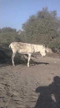 donkey meeting vip meeting