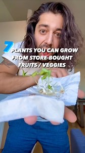 12M views · 389K reactions | 7 Plants you can grow at home using store-bought fruits / vegetables! 勞 . . . . #plants #garden #gardening #lifehacks #diy #howto #tropical #kitchenhacks #recycle #upcycle #hacks #creativeexplained #plantbased | creative explained | Facebook