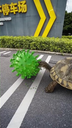 Funny Tortoise Playing With Green Ball 😂 | Amazing Animal Moments #shorts