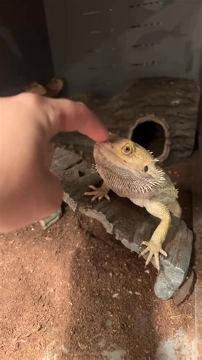 7.1K views · 44 reactions | Farm hand playing with Marvin! #MissouriProud #rescueanimals | Our Little Piece of Paradise | Facebook