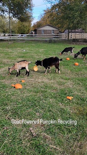 Certified Goat-Powered Pumpkin Recycling Center: open seasonally, payment accepted in gourds. ♻️ Reduce, Reuse, Re-chew — the goat edition. #pumpkinrecycling #blueheronfarm #BlueHeronFarmIN | Blue Heron Farm | Facebook