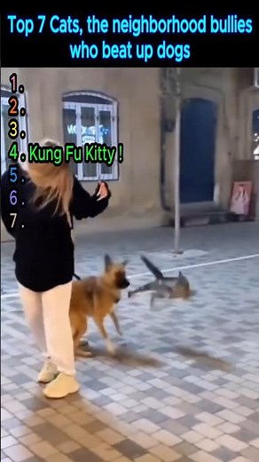 Top 7 Cats, the neighborhood bullies who beat up dogs