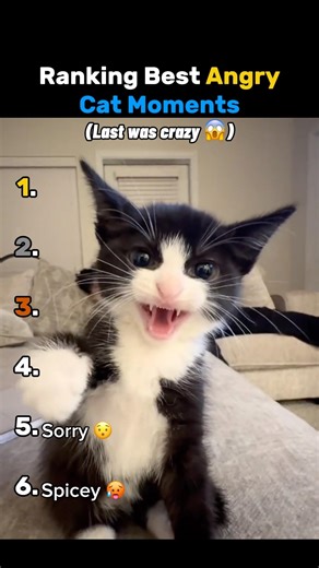 Ranking best angry cat moments 😭 #ranking #shorts #cats #tiktok #usa