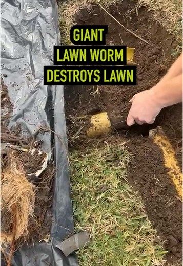 Giant Australian Lawn Worms: The Biggest You'll Ever See