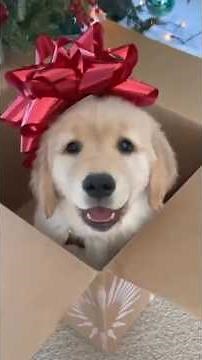 The Cutest Christmas Surprise Ever! ♥️