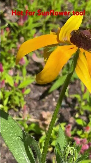 Hot for Sunflower too! Edwin Williams sci res. EJW sci res. #youtubeshorts, ‪@edwinwilliams7767‬