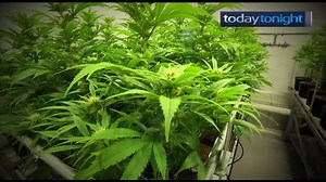 3.4K views · 11 reactions | On Tuesday's show, inside Australia's secret cannabis farm. | Today Tonight | Facebook