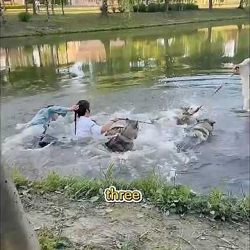 Did you see the man who got dragged into the lake by a dog?#pets #shuorts #funny