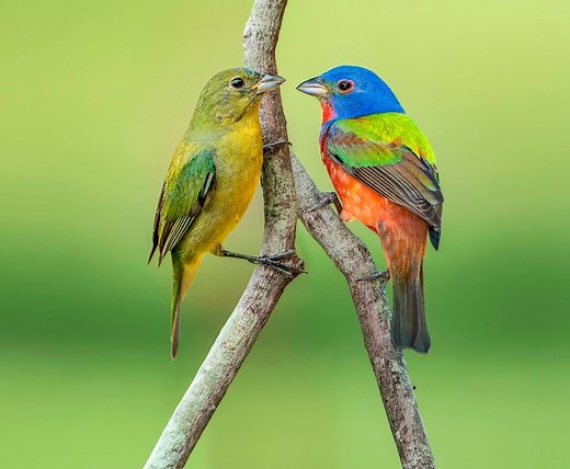 Identify and Attract a Painted Bunting