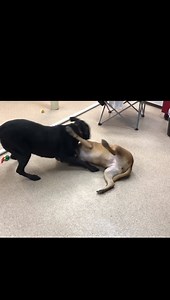 109 reactions · 9 comments | OK I’ll lay down and you bite my ears and then you lay down and I’ll bite your ears. What a great game.￼ (Martin is blind but he doesn’t know it) | Kitty City | Facebook