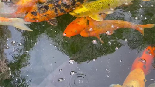 ‘Oh Koi!’👌 it’s National Koi Day! 🐠 Koi fish are fresh water fish that originate from Eastern Asia. They are culturally significant and represent love and friendship in Japan. Stop by and spend some time relaxing and enjoying these beautiful fish throughout the zoo! Go ahead, don’t be coy 🤦🏼‍♀️ enjoy this Koi minute ☺️ #koi #fish #progressiveinsurancejokes #colorful #beautiful #zoofun #familyfun #westvalleyaz #visitthezooin2022 | Wildlife World Zoo