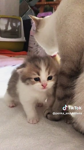 Explore Cute Black Kittens and Their Loving Mom