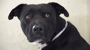 86K views · 1K reactions | ADOPTED - moved to SAFE Album on 08/14 No...