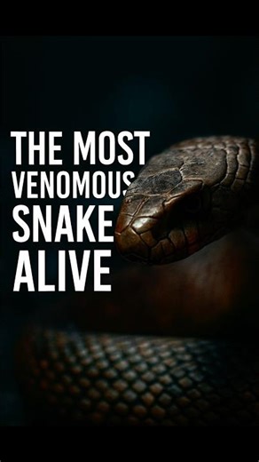 The Most Venomous Land Snake on Earth | Taipan #wildlife #snake #posing #discover