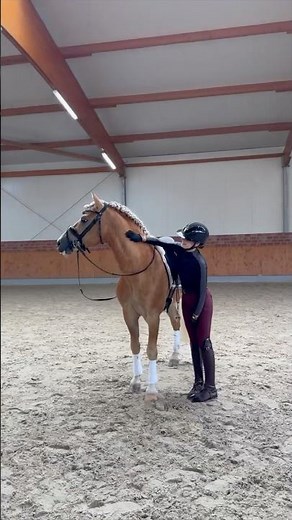 Haflinger stallion 🤩🔥 #haflinger #equestrian #stallion #horse