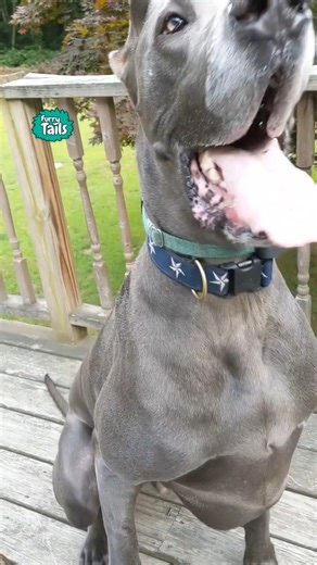 962K views · 24K reactions | He's gonna fly away!  | Furry Tails | Facebook