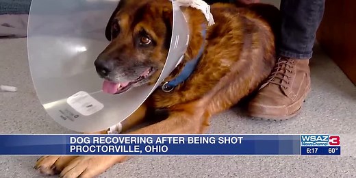 Dog recovering after being shot