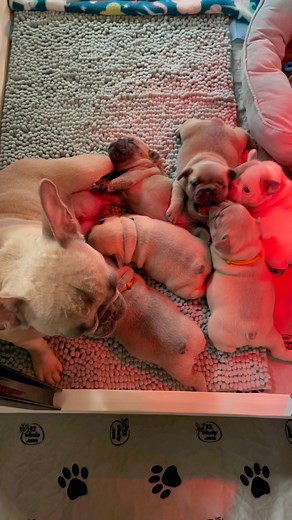 Mom of the year right here! 🏆 #frenchbulldogpuppies #puppy #frenchbulldogpuppiesforsale #puppyreels #frenchiepuppies #frenchies #frenchiepuppylove #puppyforsale #puppylovers #puppygram #pupstagram #dog #cutepuppies #puppiesoftheday #goodmom #cutestpuppiesever #momoftheyear #frenchiesfrappe #dogsoffacebook #frenchiepuppy #dogoftheday #cutenessalert #puppyoverload #somuchlove | Frenchies Frappé