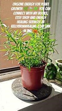 Orgone Energy For Plant Growth 🌿