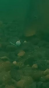 🤯🤿 𝐌𝐈𝐍𝐃 𝐁𝐋𝐎𝐖𝐈𝐍𝐆 even if you’ve been #fishing for 𝟏𝟎𝟎 𝐲𝐞𝐚𝐫𝐬 𝐖𝐀𝐓𝐂𝐇 𝐓𝐇𝐈𝐒 𝐚𝐧𝐝 𝐑𝐄𝐀𝐃 𝐖𝐎𝐑𝐃𝐒‼️ 🧐 If you’ve EVER DOUBTED why ONE MORE CAST released the 𝑩𝑹𝑰𝑮𝑯𝑻 Natural Food INSPIRED 𝑫𝑨𝒁𝒁𝑳𝑬𝑹 𝑨𝑳𝑰𝑮𝑵𝑬𝑹 FAMILY watch this❓ https://www.omctackle.com/collections/terminal-tackle 🥸 𝐖𝐄 𝐍𝐄𝐕𝐄𝐑 𝐒𝐓𝐎𝐏 𝐋𝐄𝐀𝐑𝐍𝐈𝐍𝐆 🥸 ‼️ 𝐑𝐈𝐆𝐒 𝐭𝐨 𝐀𝐕𝐎𝐈𝐃 𝐨𝐧 𝐑𝐎𝐂𝐊𝐘 𝐆𝐑𝐀𝐕𝐄𝐋 𝐁𝐎𝐓𝐓𝐎𝐌𝐒 if you want to be at your optimum⬇️⬇️ ➡️ Ronnie Rigs wit