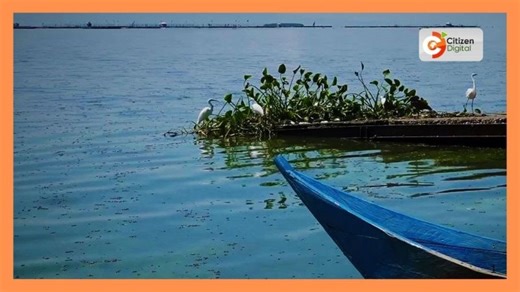 | CITIZEN PLANET | Scientists alarmed as pollution rises in Lake Victoria | Kenya Marine and Fisheries Research Institute (KMFRI) OFFICIAL