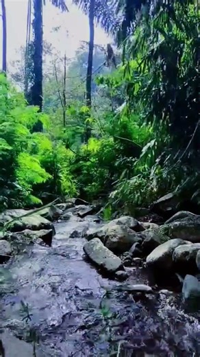 Terapi Alam: Dengar Gemericik Air di Hutan, Dijamin Relaks Banget