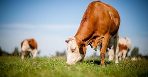 'The Cattle-Grain-Beef Complex: Maize, feedlots, and British breeds…