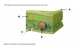 The diagram below shows the internal structure of a leaf.Matc... | Filo