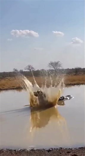 Surprise Mud Bath For A Warthog Thanks To A Helpful Rhino