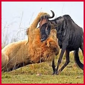 18M views · 110 reactions | Wildebeest Hooks Lion by Leg as it Tries to Escape! Wild Animal Fights 2019 - Buffalo vs Lion vs Elephant | HairStyle Trick | Facebook