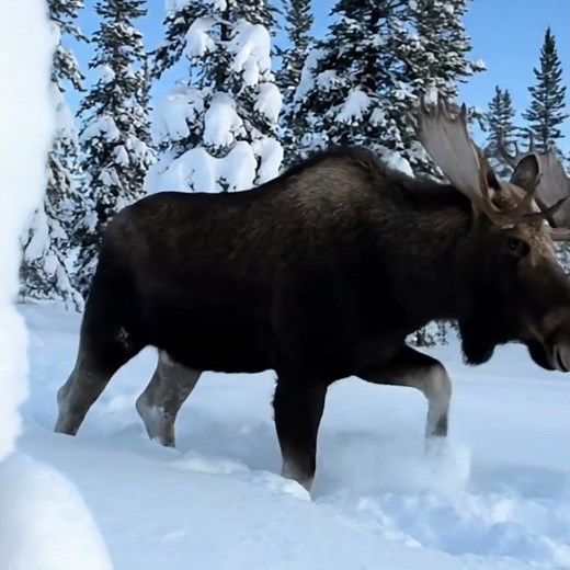 Majestic Moose in the Snow ❄️