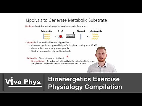 Bioenergetics Exercise Physiology Compilation