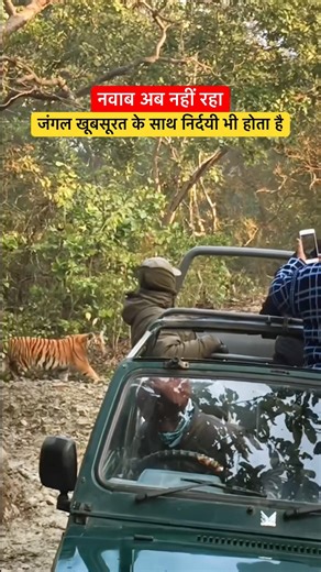 Nawab famous male cub tragically not survive to adulthood #tiger #tigers #wildlife #shorts