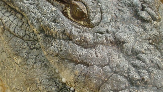 At 123 Years Old, Henry Is The World's Oldest Known Crocodile – And He's An Absolute Unit