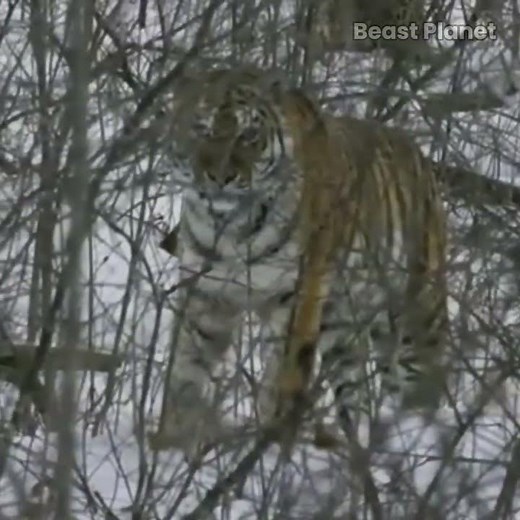The planet's largest feline will leave you speechless 😱