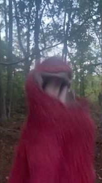 elmo world the pirates song