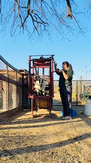 The goats pass through this chute to get from their bedroom to their habitat daily. This makes it easy on the couple of days a year we may need them to stop in the chute for vaccine, hoofcare or exam. #cooperativecare #cooperativecaretraining #goats #goatlife #bestlittlezoointexas | Frank Buck Zoo