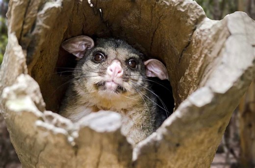 Two extinct marsupial species found alive in incredible rainforest discovery