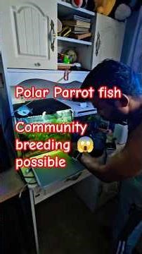 Polar Parrot fish breeding in group | surprise breeding #polarparrotfish #fishbreeding