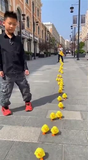 Adorable! A Boy Leads a Line of Baby Ducks 🐥👦